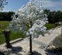 white-cherry-tree-rental