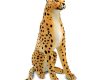 rent-giant-cheetah-plush